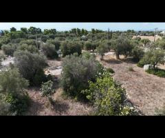 TERRENO in via Dei Garofani a Grottaglie - 10