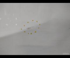 PORTA PORTIERA POSTERIORE SINISTRA MAZDA 3 II MK2 - 9