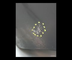 PORTA PORTIERA POSTERIORE SINISTRA BMW SERIE 7 F01 - 13