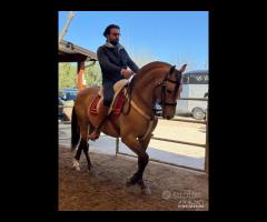 Cavallo Spagnolo Basky Dorato Beretta - 1