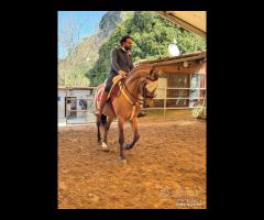 Cavallo Spagnolo Basky Dorato Beretta - 2