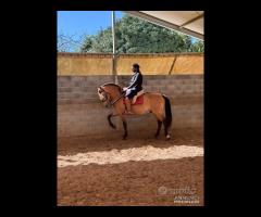 Cavallo Spagnolo Basky Dorato Beretta - 4