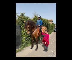 Cavallo Spagnolo Basky Dorato Beretta - 5