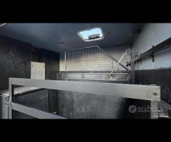 Iveco Daily - Trasporto Cavalli - 16