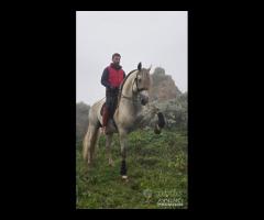 Cavallo Spagnolo Bianco PRE 5 ANNI 1.82 GUASON VS