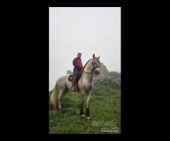 Cavallo Spagnolo Bianco PRE 5 ANNI 1.82 GUASON VS