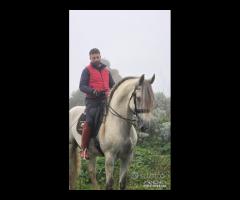 Cavallo Spagnolo Bianco PRE 5 ANNI 1.82 GUASON VS