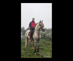 Cavallo Spagnolo Bianco PRE 5 ANNI 1.82 GUASON VS