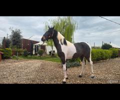 Cavallo Puledro Barocco Pinto 22 Mesi