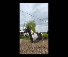 Cavallo Puledro Barocco Pinto 22 Mesi