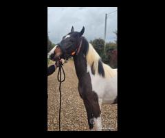 Cavallo Puledro Barocco Pinto 22 Mesi