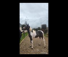 Cavallo Puledro Barocco Pinto 22 Mesi