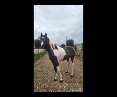 Cavallo Puledro Barocco Pinto 22 Mesi