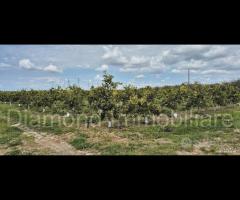 Fabbricato rurale con terreno a Catania - 14