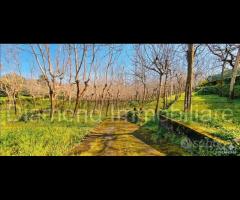 Fabbricato con uliveto e noceto a Piedimonte Etneo