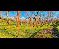 Fabbricato con uliveto e noceto a Piedimonte Etneo