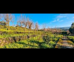 Fabbricato con uliveto e noceto a Piedimonte Etneo - 6