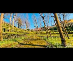 Fabbricato con uliveto e noceto a Piedimonte Etneo - 9