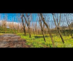 Fabbricato con uliveto e noceto a Piedimonte Etneo - 10