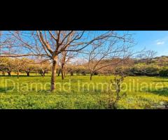 Rustico con uliveto e vigneto a Piedimonte Etneo