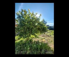 Casa di campagna con terreno a Verzella - 6