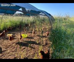 Terreno pronto per attivita agricola falconara ma - 6