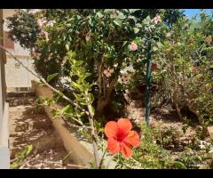 Triscina villa 5 vani + giardino a pochi passi d - 14