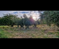 Rustico con uliveto e vigneto a Piedimonte Etneo - 6