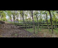 Fabbricati con terreno a Piedimonte Etneo - 14