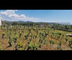 Terreno con vigneto e uliveto a Linguaglossa