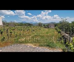 Terreno con vigneto e uliveto a Linguaglossa