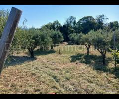 Terreno con vigneto e uliveto a Linguaglossa
