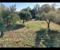 Terreno con vigneto e uliveto a Linguaglossa