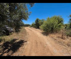 Castelvetrano uliveto 10000 mq con impianto