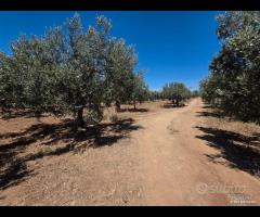 Castelvetrano uliveto 10000 mq con impianto