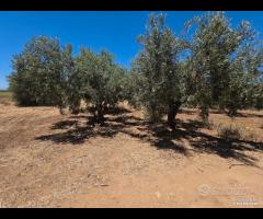 Castelvetrano uliveto 10000 mq con impianto