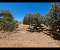 Castelvetrano uliveto 10000 mq con impianto