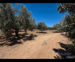 Castelvetrano uliveto 10000 mq con impianto