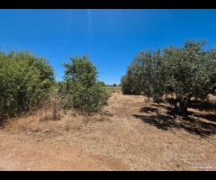 Castelvetrano uliveto 10000 mq con impianto - 6