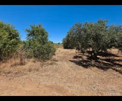 Castelvetrano uliveto 10000 mq con impianto - 7