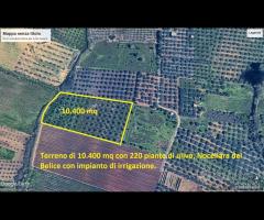 Castelvetrano uliveto 10000 mq con impianto - 8