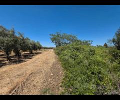 Castelvetrano terreno 3000 mq ss 115 dir selinunte - 6