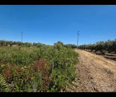 Castelvetrano terreno 3000 mq ss 115 dir selinunte - 7
