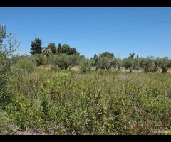 Castelvetrano terreno 3000 mq ss 115 dir selinunte - 9