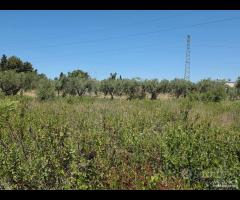 Castelvetrano terreno 3000 mq ss 115 dir selinunte - 11