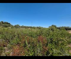 Castelvetrano terreno 3000 mq ss 115 dir selinunte - 12