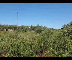 Castelvetrano terreno 3000 mq ss 115 dir selinunte - 13